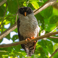 Black-and-white Owl
